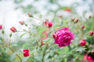Rosen Südsteiermark Garten